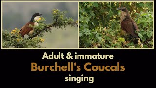 BURCHELLS COUCALS calling an adult and an immature [upl. by Edmee265]