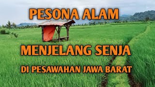 Pesona Alam Menjelang Senja Di Pesawahan Jawa Barat [upl. by Nazario]