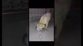 Rescue Shelter For Injured Dog In Agra  Help To Street Dogs  Donate For Animal NGO  Casper Home [upl. by Ayortal]