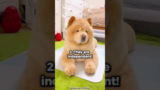 Top 5 Reasons Why You Should Get A Chow Chow [upl. by Giorgia]