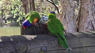 Australia Rainbow Lorikeets  Campbelltown [upl. by Ainad]