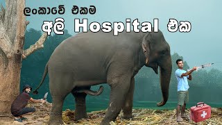 ලංකාවේ ඉදිවෙන එකම අලි Hospital එක  🐘 Ceylon Elephant Kingdom Habarana [upl. by Marra507]