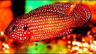 Jewelfish Jewel Cichlid [upl. by Sybil]