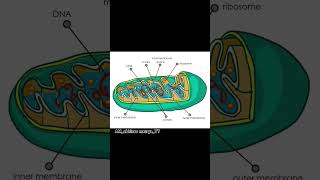 Structure of mitochondria biologyscience science shorts viralshorts education trendingshorts [upl. by Bascio359]