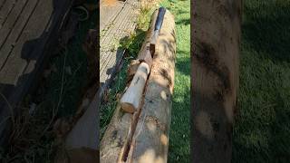 Ash Creek archery asmr ash sound woodworking split bow traditional axe hammer bushcraft [upl. by Elyl262]