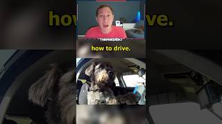 The Driving School For DOGS [upl. by Hippel]