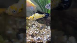 fish aquarium goldfish guppy fishing orandafish goldfishtank petfish pet [upl. by Horick925]