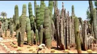 Mallorca Besuch von Bontanicactus [upl. by Alraep]