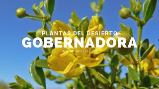 Plantas del desierto  La Gobernadora [upl. by Maire]