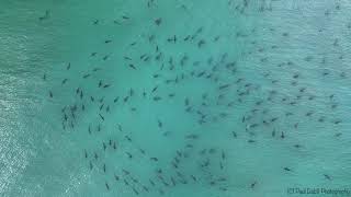 Hundreds of blacktip sharks spotted swimming near Florida beach [upl. by Bullough240]