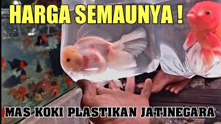 🔴 MAS KOKI JUMBO NICH‼️ UPDATE CEK HARGA TERBARU MAS KOKI TERMURAH AGUNG PASAR IKAN HIAS JATINEGARA [upl. by Yraek461]