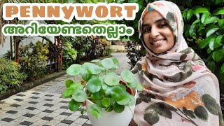 how to grow and propagate pennywort aka Hydrocotyle verticillata in water and soil in malayalam [upl. by Bekha]