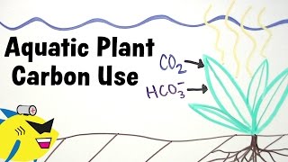 Aquarium Plants and Carbon CO2  HCO3 Utilization [upl. by Nirol707]