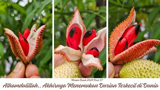 Akhirnya Menemukan Durian Terkecil di Dunia Durio Griffithii atau Lahong Burung Halus [upl. by Losiram]