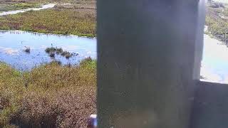 RSPB Leighton Moss Osprey Platform Live Stream [upl. by Burman878]