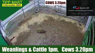 TIPPERARY TOWN MART 8 Nov 2024 Calves Cattle amp cows [upl. by Ahseat]