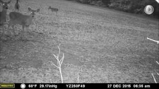 An Armadillo A Coyote taking a pee amp deer in the morning [upl. by Newman742]