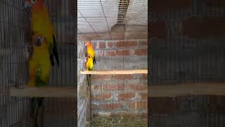 সান কুনুর bdbirds pets animals [upl. by Etezzil]