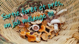 CHAMPIGNONS Sortie forêt et prés ça peine à sortir mais je découvre des nouveautés [upl. by Tabbie]