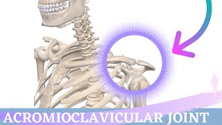 Acromioclavicular Joint Movement  Shoulder Anatomy amp Kinesiology [upl. by Teemus]