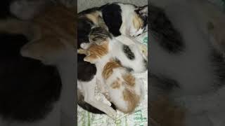 Sleeping My Cat Family 🥰 [upl. by Rooker523]