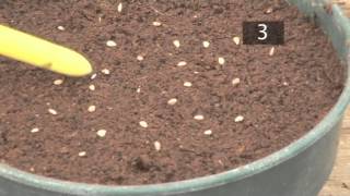 How To Plant Seeds In Pots  Gardening Ideas Tips amp Advice  Homebase [upl. by Zuckerman]