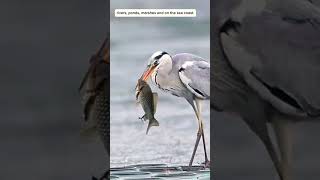 Grey Heron 🦩¡¡ greatblueheron heron wildbirds nature prey fishing shorts naturelovers viral [upl. by Casimir924]