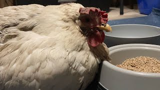 Chicken Has Water Belly  We Drained the Fluid to Hopefully Save Her Life [upl. by Niggem]