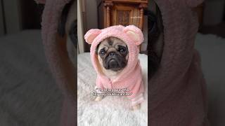 It’s like she gets possessed by the ghost of snackies past 👻😴 pug dog funny [upl. by Hajin]