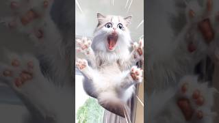 Tom sings cat jump over the ceiling fan [upl. by Eloccin]