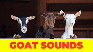 Amazing Goat Noises Goat Sounds Compilation [upl. by Miarzim]