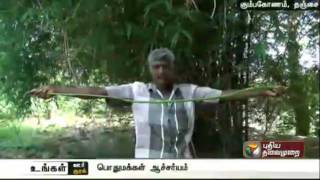 8 feet long drumstick grown in Papanasam Thanjavur [upl. by Notniv]