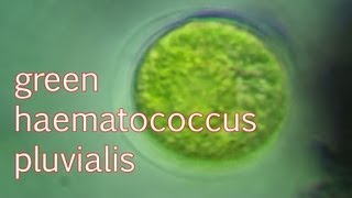 haematococcus pluvialis green [upl. by Rosalynd]