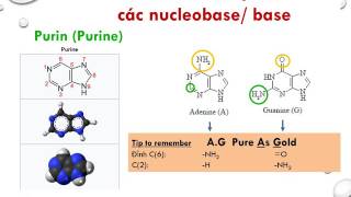 Nucleoside Nucleotide và Nucleic Acid  ADN DNA amp ARN RNA [upl. by Petracca629]