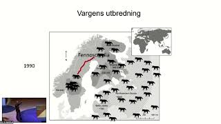 Den svenska vargstammen – hur farligt är det med inavel [upl. by Ifar]