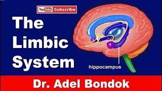 The Limbic System Dr Adel Bondok Making Anatomy Easy [upl. by Acitel]