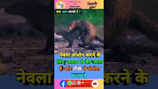 नेवला संवाद mating के बारे में रोचक तथ्य 🥶🦨sorts viral facts animals trending ytshort [upl. by Hedley]