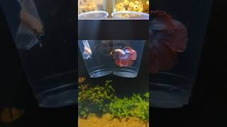 Betta Fish Tank setup fish bettafish pets aquarium breeding male petsvloging betta fishtank [upl. by Tannen]