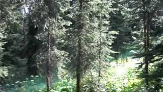 Beautiful flowers and insects along the Woods Lake trail in Colorado [upl. by Cameron]