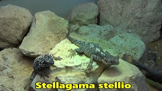 De hardoen  Stellagama stellio [upl. by Briney]