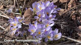 Crocus Tommasinianus  Bulbs for Fall Planting [upl. by Nage]