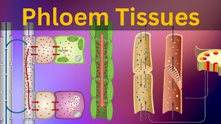 Phloem Tissues Structure and function Vascular bundles Types of plant tissues Biology [upl. by Oppen]