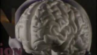 Aggression Violence and the Brain [upl. by Nive]