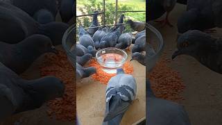 Birds Feeding ASMR birds pigeon shorts [upl. by Jerry]