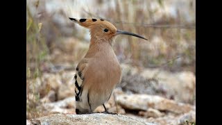 Spring Birdwatching in Athens Top Species Spotted on Our Tours GreeceBirdTours [upl. by Graybill780]