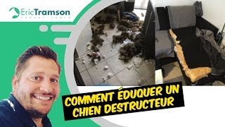 Comment éduquer un chien destructeur [upl. by Aimac831]