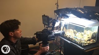 Behind the Scenes with Deep Look Caddisflies [upl. by Krock]