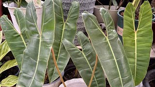 Philodendron Billietiae Propagation [upl. by Wycoff]