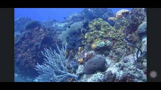 Cozumel diving  October 2022 [upl. by Kind146]