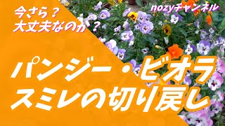 【今さら良いのか？パンジー・ビオラ・スミレの切り戻し】2020年5月21日なのに、切り戻しをしてみた！ [upl. by Htaek]